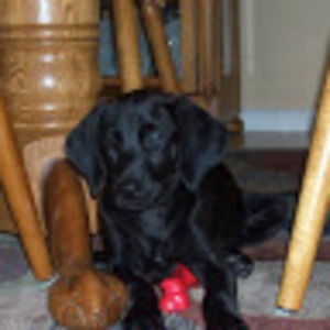 Meet your Posher, Maxx